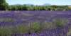 dsc02014_small.jpg