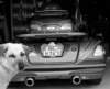 sam_50652158_small.jpg
